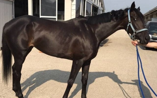 フォルシュナイト 土曜小倉4Rに出走