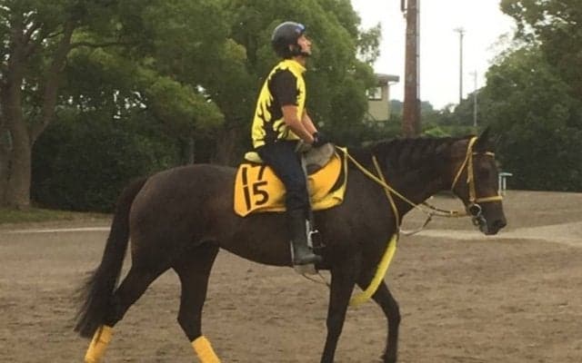 【アイビスSD】ペイシャフェリシタ 高木師「展開がハマってくれれば」