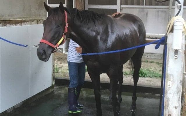 【アイビスSD】レジーナフォルテ スケールアップでリベンジ狙う