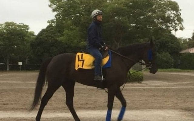 【アイビスSD】ダノンアイリス 久々の千直で変身期待