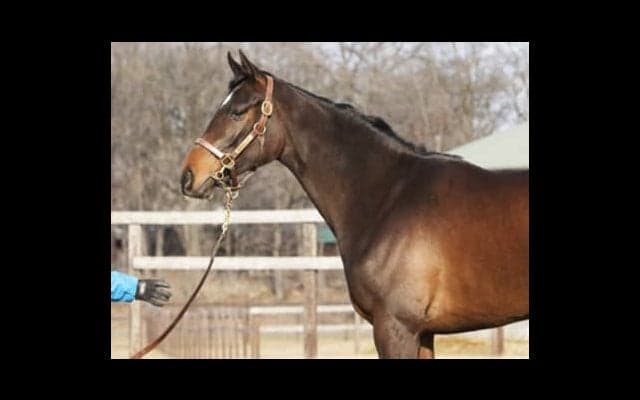 あのジェンティルドンナの全妹、ドナアトラエンテがもうすぐデビュー