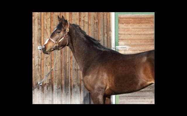 話題のスイープセレリタスは、母と同じ「直線一気の雰囲気がある」