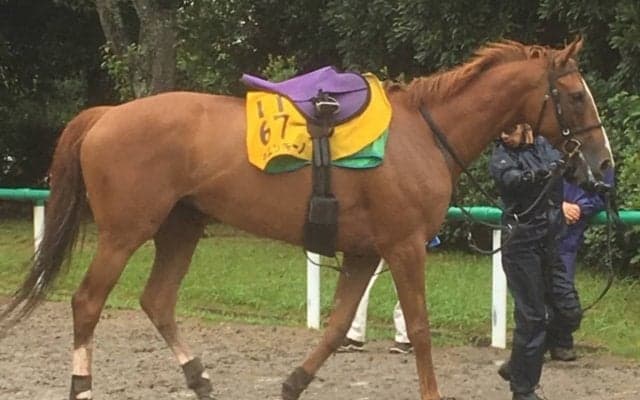 【関屋記念】チェッキーノ1度使われての変身に期待