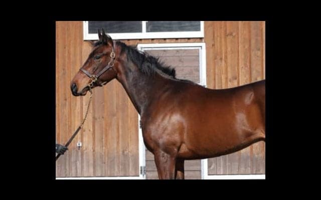 ２億8000万円のサトノソロモンは「短所がないのが、最大の長所」