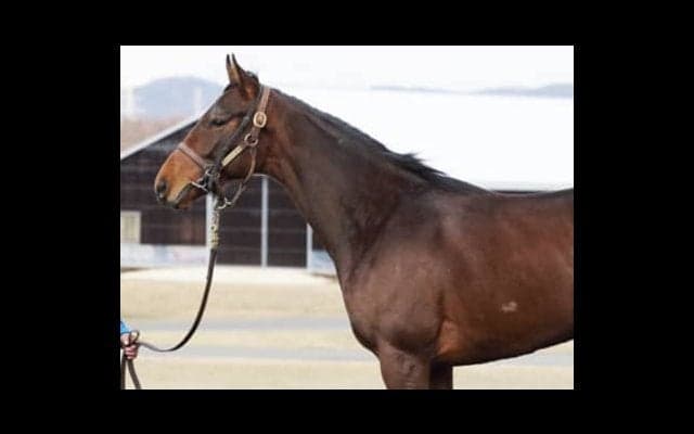 ダービー馬ワグネリアンの全弟、カントルも「いい切れ味を秘めている」