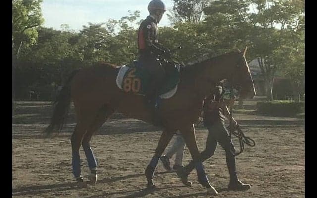 【新潟２歳Ｓ】ジョディー牡馬相手でもヒケとらない