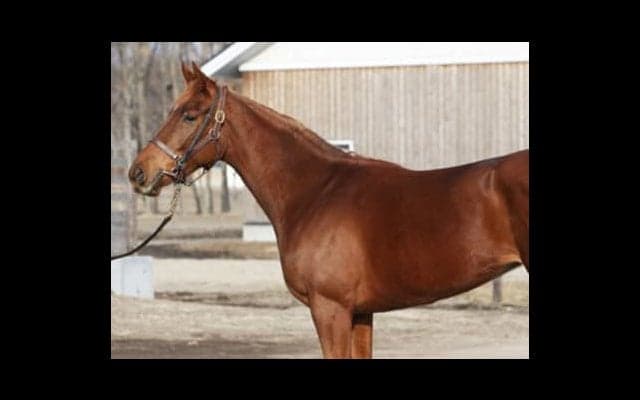 ミッキークイーンを超えろ。妹オーロトラジェは牝馬三冠を目指す