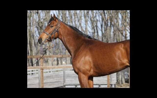 「優等生」サトノルークスは兄姉以上か。破天荒な結果が期待できる