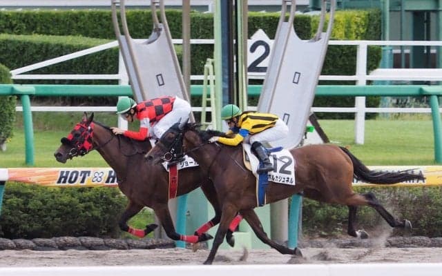 【中山6R/3歳上500万下】ショーカノンが抜け出しV！1万回騎乗武士沢騎手は4着