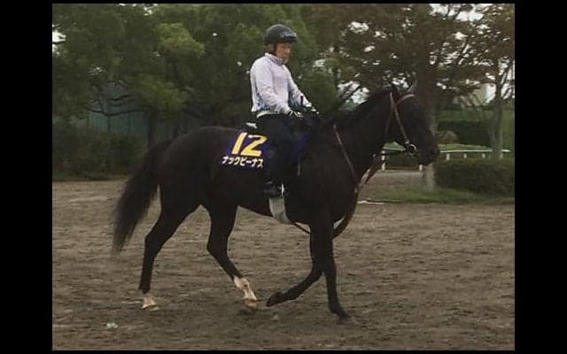 【スプリンターズS】ナックビーナス 杉浦師「完成してきた」