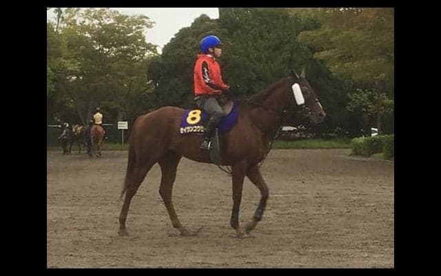 【スプリンターズS】セイウンコウセイ「今年は違う」コンディション良好