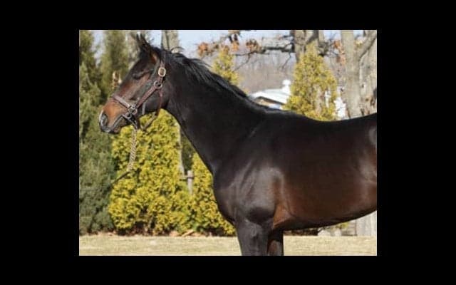 藤沢厩舎から大物再び。誰もが乗り味を絶賛するシークレットアイズ