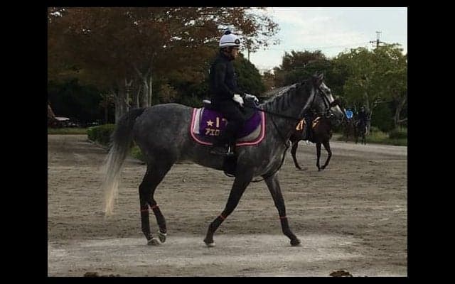 【毎日王冠】アエロリット モレイラ騎乗で不動の主役へ