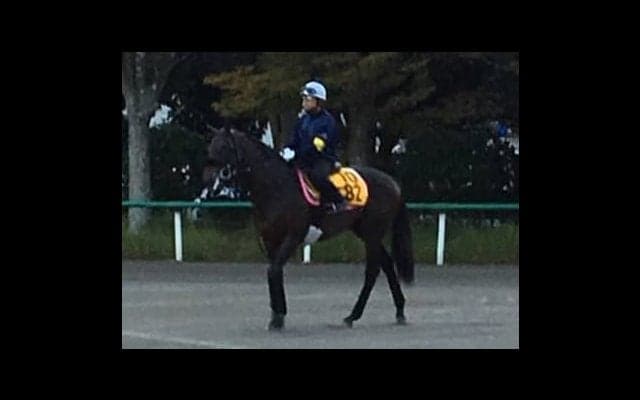 【毎日王冠】ダイワキャグニー 菊沢師「フレッシュな状態」