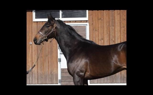 牧場も厩舎もトラックマンも絶賛。ワールドプレミアはどんだけすごい