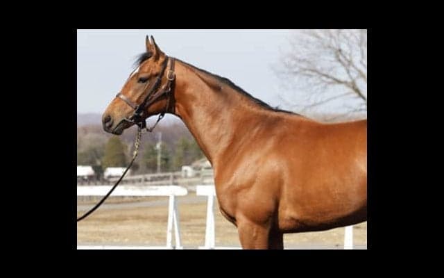 兄サトノダイヤモンドとはひと味違う、サトノジェネシスの重厚な特質