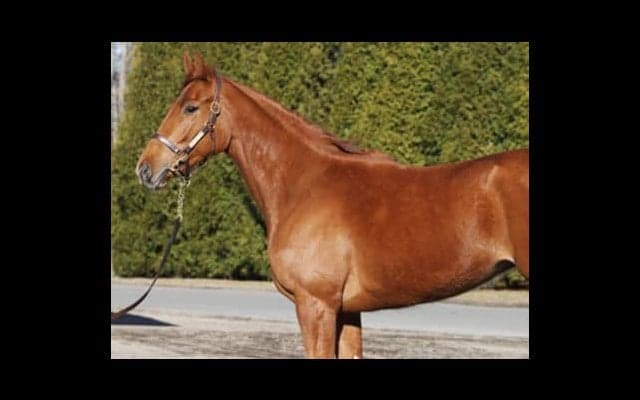 兄アドミラブルを越えるか。エスポワールは「予測不能」も調教は絶好