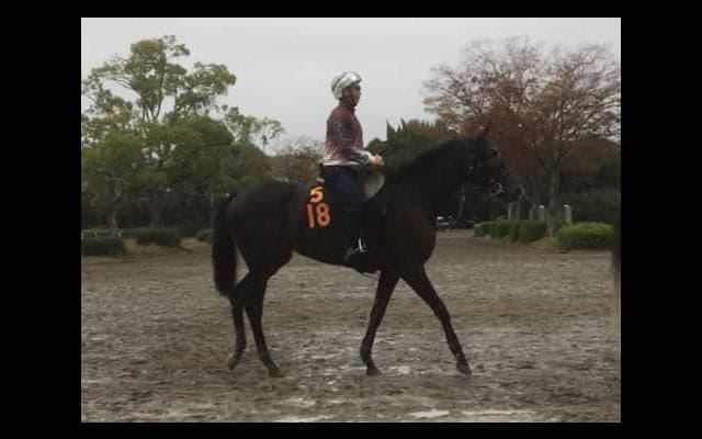 【アルテミスS】シェーングランツ 藤沢和師「東京に替わるのはいいと思う」