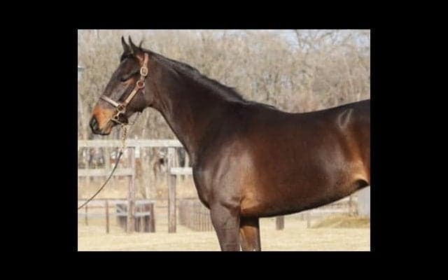 偉大なる名牝ジェンティルドンナの初仔、モアナアネラの状態はいかに