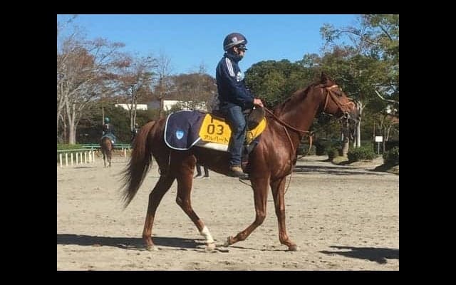 【アルゼンチン共和国杯】アルバート このレースの相性の良さを生かして重賞V狙う