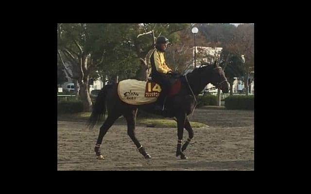 【JBCレディスクラシック】プリンシアコメータ 矢野師「今はデキがいい」