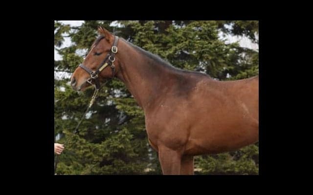 「マジックマン」が絶賛するペルクナス。いったいどんな若駒なのか？