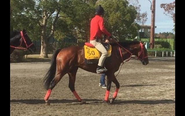 【武蔵野S】グレンツェント 9ヶ月半ぶりの実戦も得意の条件