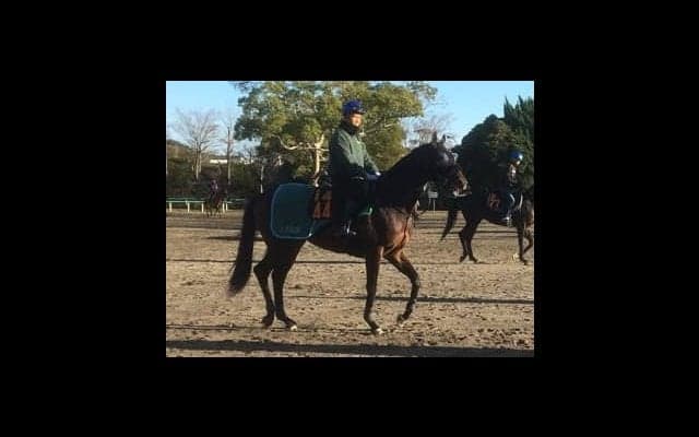 【東京スポーツ杯2歳S】ルヴォルグ  藤沢和師「気がよくてセンスがある」