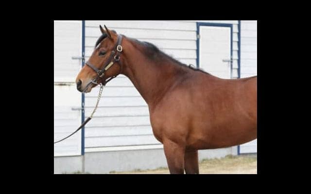 調教師が認める素材。テンペスタージは、兄フェノーメノ以来の大物か