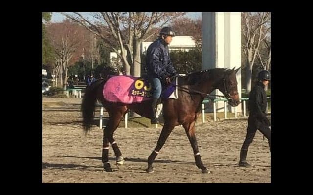 【ジャパンカップ】ミッキースワロー 菊沢師「ワクワクしています」