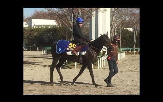 【ジャパンカップ】サトノクラウン G1を2勝と実績上位で巻き返しなるか