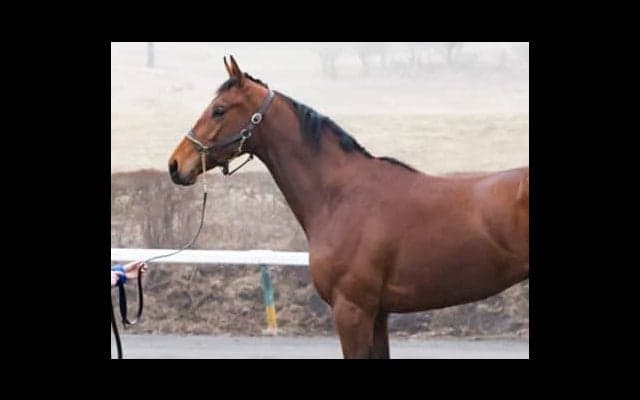 世界の競馬を席巻するゴドルフィンが自信を持って送り出すエデリー