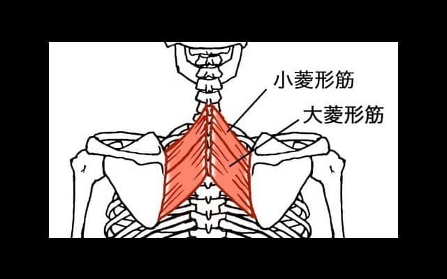あらゆる状況で必要不可欠な筋肉 「菱形筋」とは？