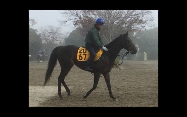 【チャレンジC】レイエンダ  順調な仕上がりでタイトル獲得へ