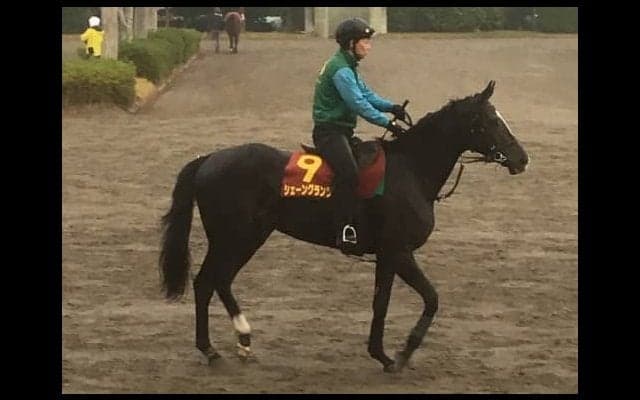 【阪神JF】シェーングランツ 藤沢和師「何より武（豊）くんにはお庭のようなコース」