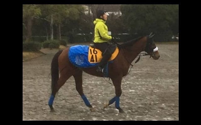 【ターコイズS】フロンテアクイーン 国枝師「状態は高いレベルで安定」