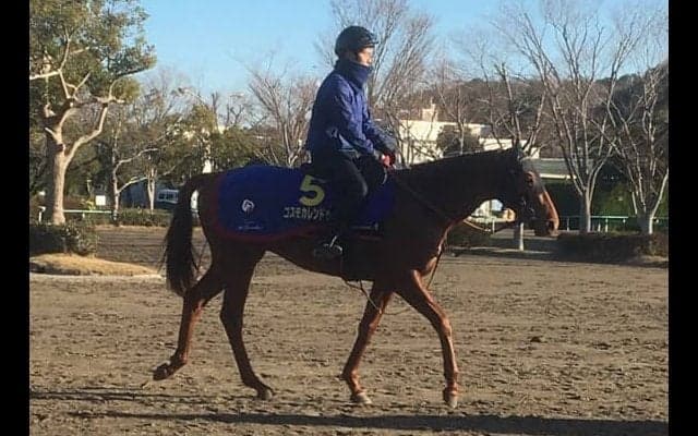 【ホープフルS】コスモカレンドゥラ  豊富なキャリアでG1取りを狙う