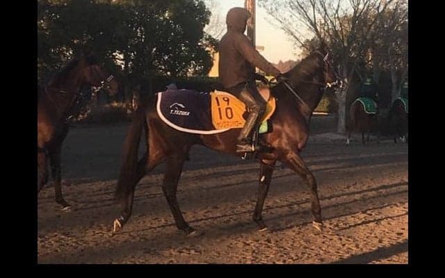 【中山金杯】ヤングマンパワー 久々2000mで変わり身期待