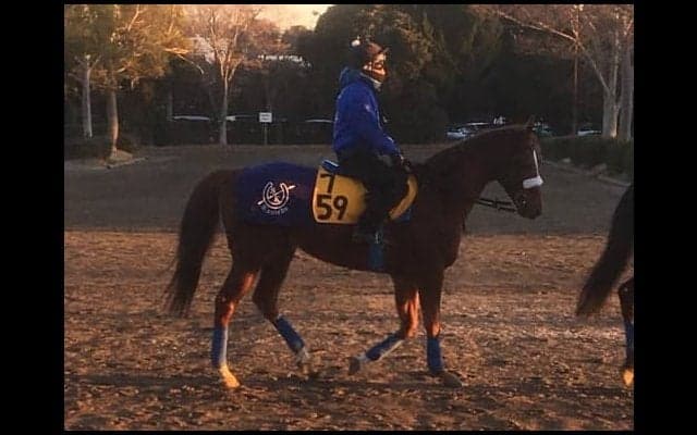 【中山金杯】サンマルティン  マーフィーを背に初タイトル狙う
