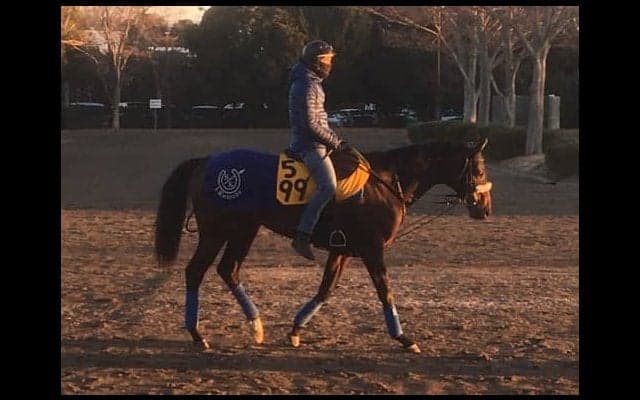 【中山金杯】コズミックフォース 人馬共に復活の期待