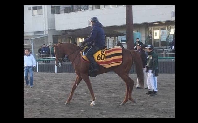 【日経新春杯】シュペルミエール 馬券圏外一度だけの安定感が売り