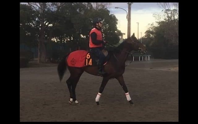 【京成杯】シークレットラン  田村師「すごく賢い馬」