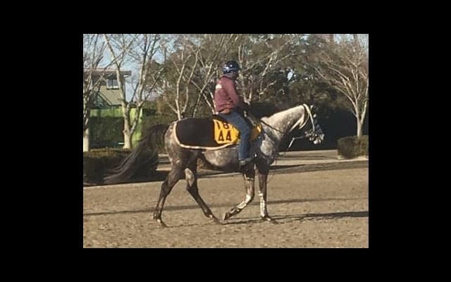 【AJCC】ミライヘノツバサ  得意の中山で本領発揮なるか