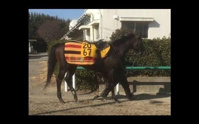 【東京新聞杯】レイエンダ 条件替わりで期待