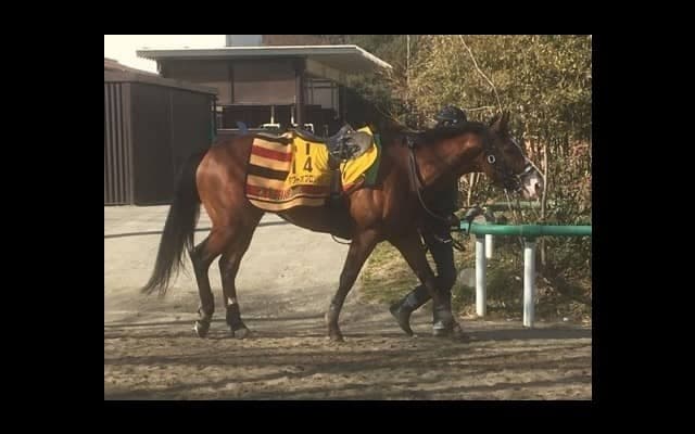 【東京新聞杯】タワーオブロンドン 藤沢師「追い切りの動きも良かった」