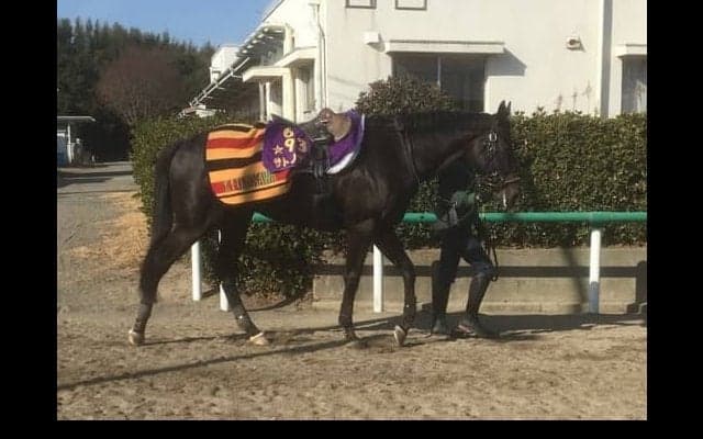 【東京新聞杯】サトノアレス 藤沢師「使って状態は上向いている」