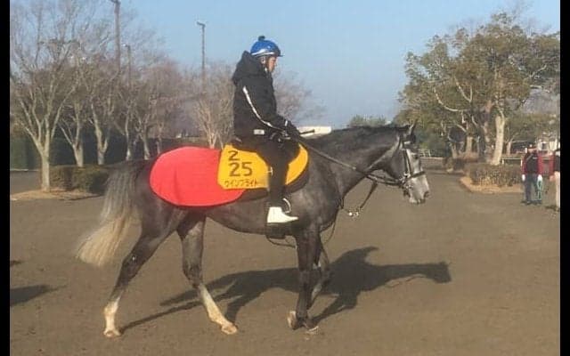 【中山記念】ウインブライト 中山巧者で互角以上の走り見せる