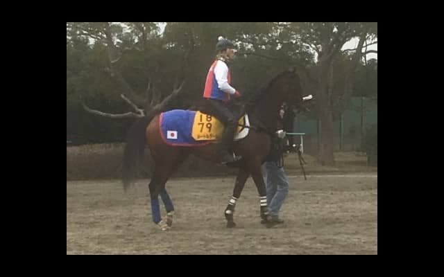 【金鯱賞】メートルダール 得意の条件で2度目の重賞狙う