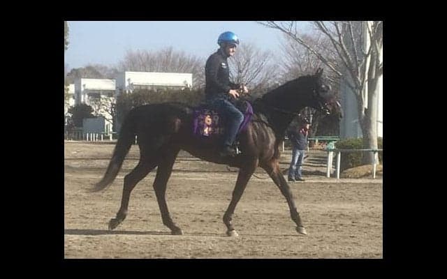 【ドバイ遠征】レイデオロ  ルメール「馬が大人になったね」