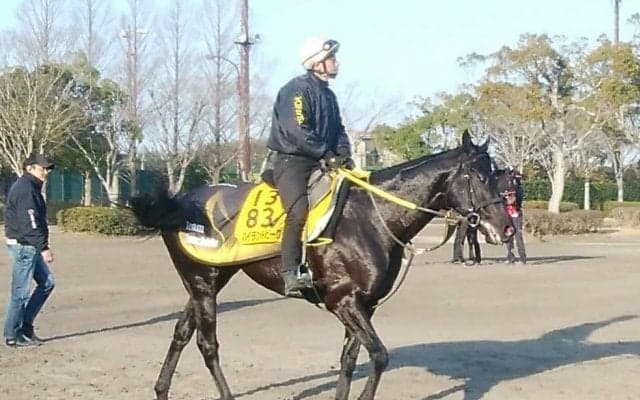 【マーチS】ハイランドピーク  中山ダートでは3勝！本領発揮なるか